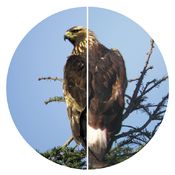K12_SWAROVISION_HD_Optik_Natur